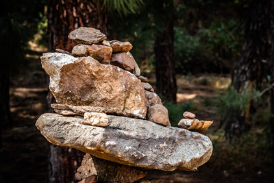 Close-up of rocks in forest