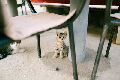 Portrait of cat sitting on metal