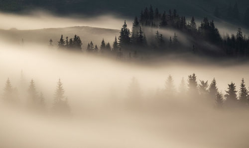 Trees in forest against sky during foggy weather