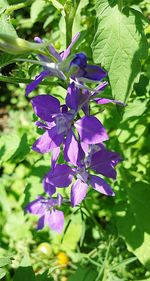 Close-up of purple flowers on tree