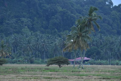 Palm trees on field