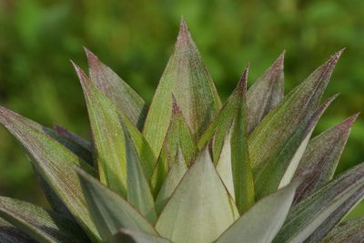 Close-up of succulent plant on field