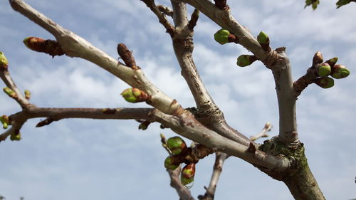 Low angle view of plant against sky