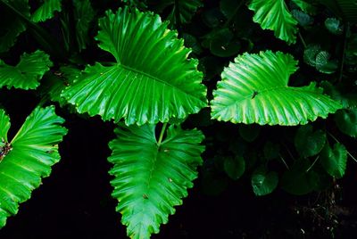 Close-up of green leaves in water