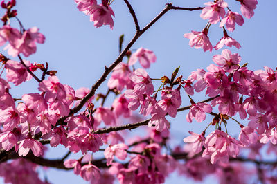 Low angle view of cherry blossom