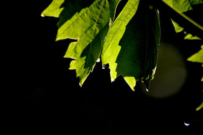 Close-up of leaves against black background