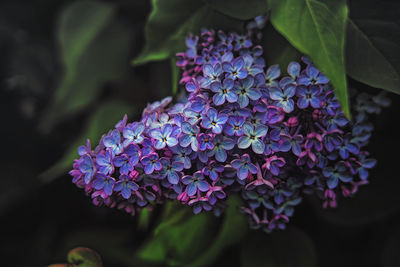 Close-up of purple hydrangea flowers