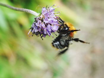 Close-up of bee pollinating on purple flower