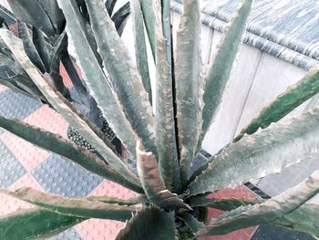 Close-up of cactus plant