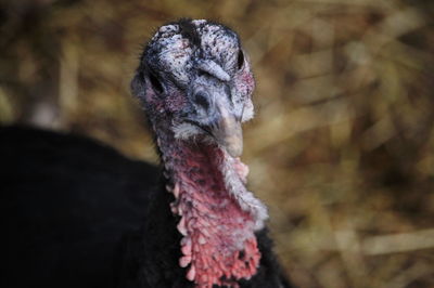 Close-up of turkey