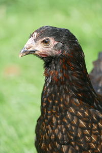 Close-up of a bird