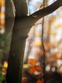 Close-up of spider web on tree trunk