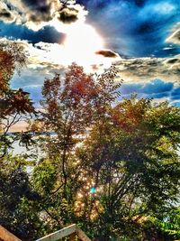 Low angle view of trees against sky