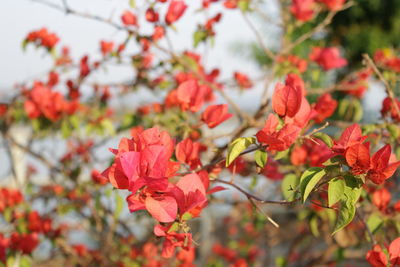 Close-up of red flowering plant