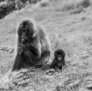 Monkeys sitting on field