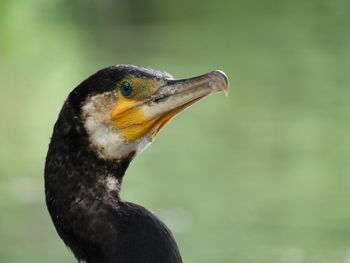 Close-up of a bird looking away