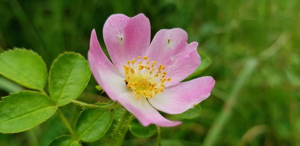 Close-up of pink wild rose