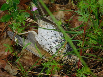 Close-up of plants