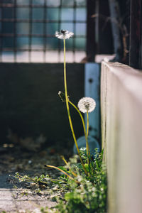 Close-up of white flowering plant on field