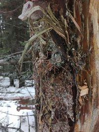 Close-up of tree trunk in winter