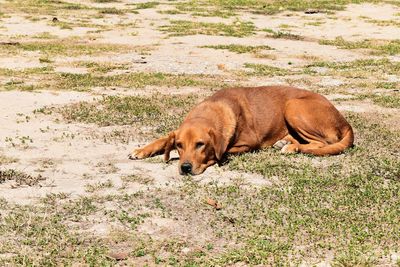 Dog lying down on land