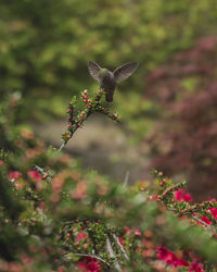 Close-up of bird flying against blurred background