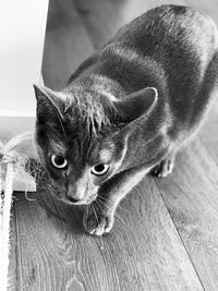 Close-up portrait of a cat