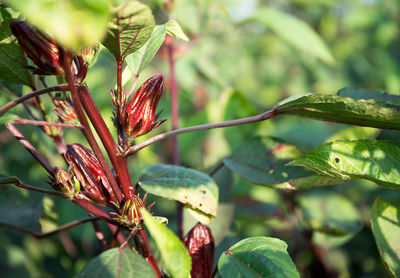 Close-up of flower buds growing on tree