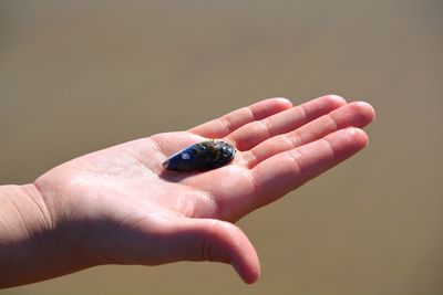 Close-up of hand feeding