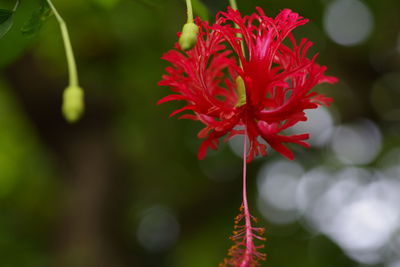 Close-up of red flower