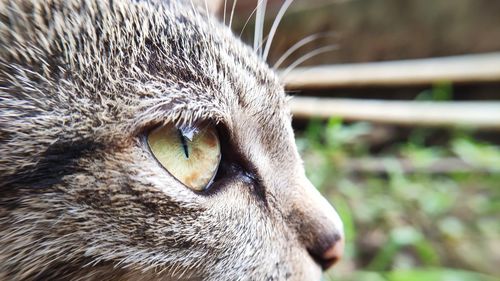 Close-up of a cat