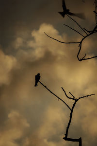 Low angle view of bird perching on a tree