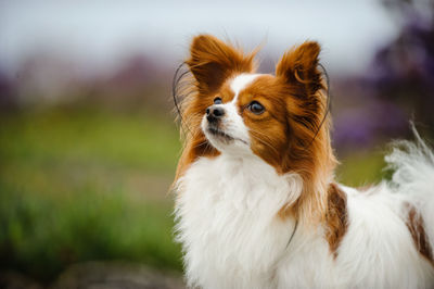 Close-up of dog sitting outdoors