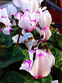 Close-up of pink flowers