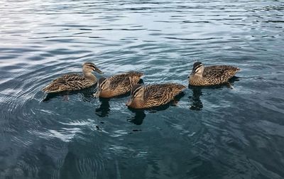 High angle view of ducks swimming in lake