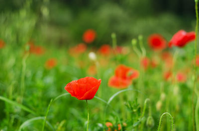 Close-up of red poppy flowers on field