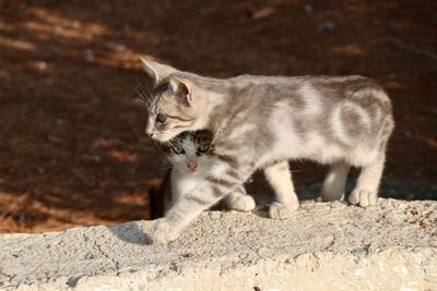 Cat looking away