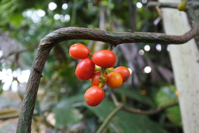 Close-up of cherries on tree