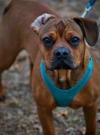 Close-up portrait of dog on field