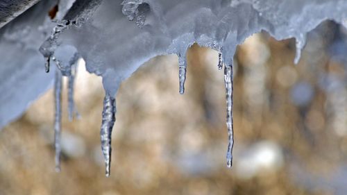 Close-up of icicles