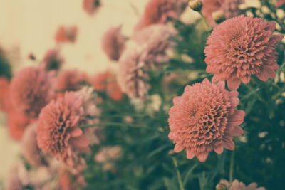 Close-up of flowers against blurred background