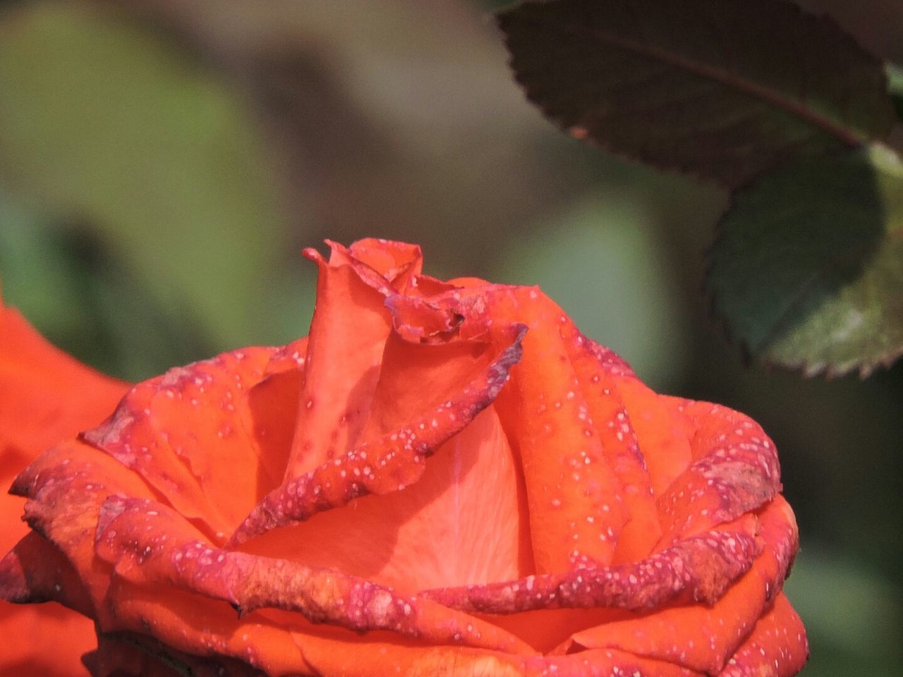 drop, water, red, close-up, wet, freshness, fragility, beauty in nature, petal, focus on foreground, flower, growth, nature, dew, season, flower head, plant, rain, weather, selective focus