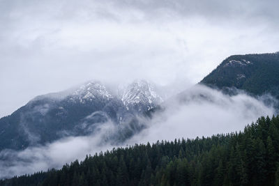 Pine trees on mountain against sky