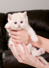 Hands holding fluffy cream kitten