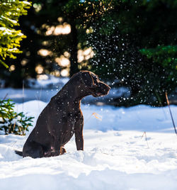 View of dog on snow covered land