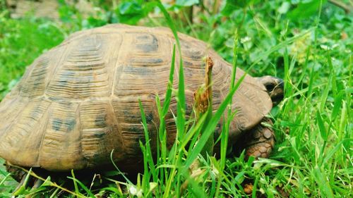Close-up of lizard on field