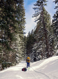 Rear view of hiker walking on snow covered forest against trees