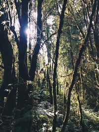 Low angle view of trees against sky