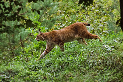 Lynx roaming 