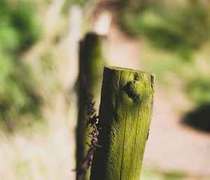 Close-up of wooden post